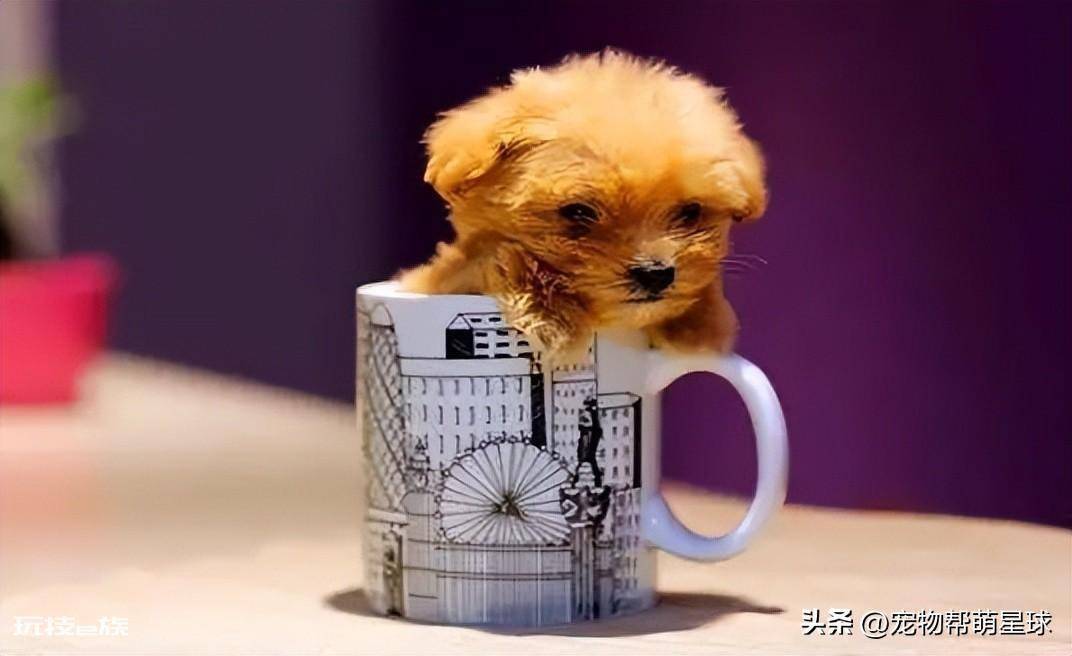 茶杯犬背后的残忍真相(可爱的背后是生不如死)-图片11